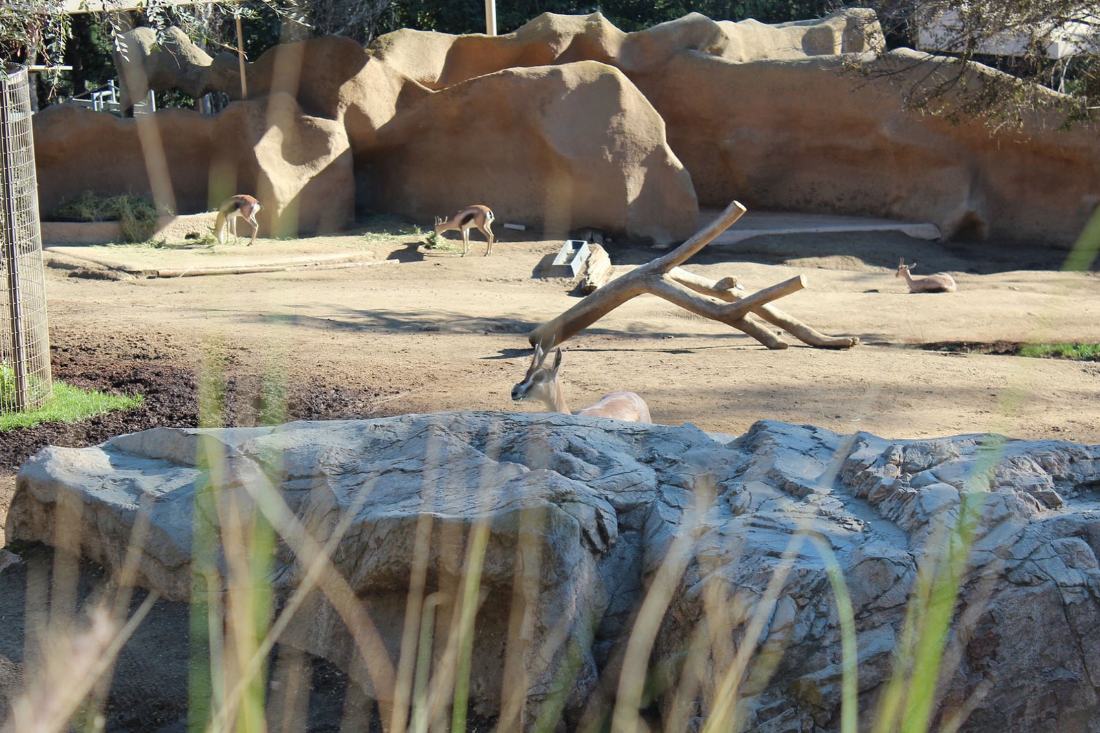 San Diego Zoo Part II 061
